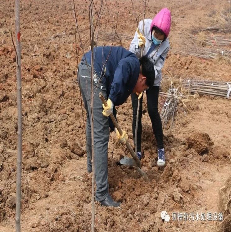 贝特环保开展“积极参加义務(wù)植树，建设美丽贝特环保”活动